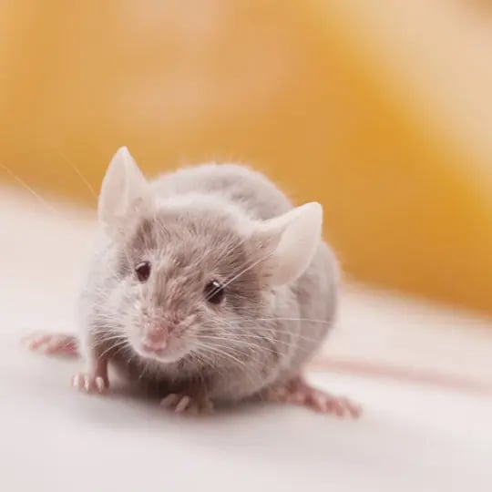 Are-Mice-Harmful-540x540.jpg