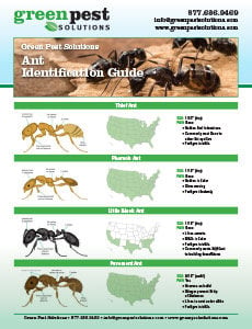 Green-Pest-Solutions-Ant-Identification-Guide-230x300