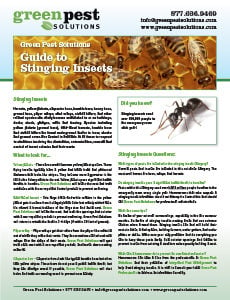 Green_Pest_Solutions_Stinging_Insects_Guide-230x300