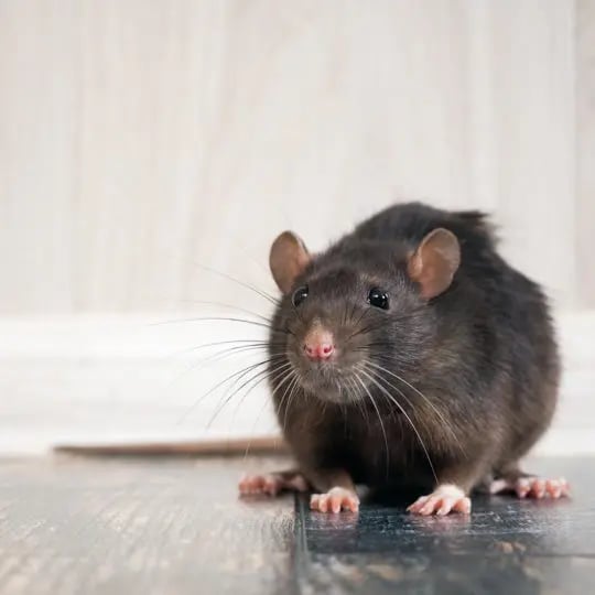 Rat-540x540.jpg