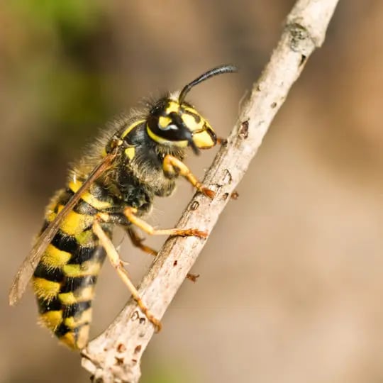 Yellow-Jacket-540x540.jpg