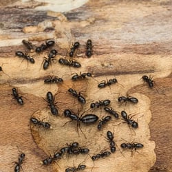 ant-colony-queen-768x768.jpg