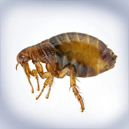 flea-1-540x540.jpg
