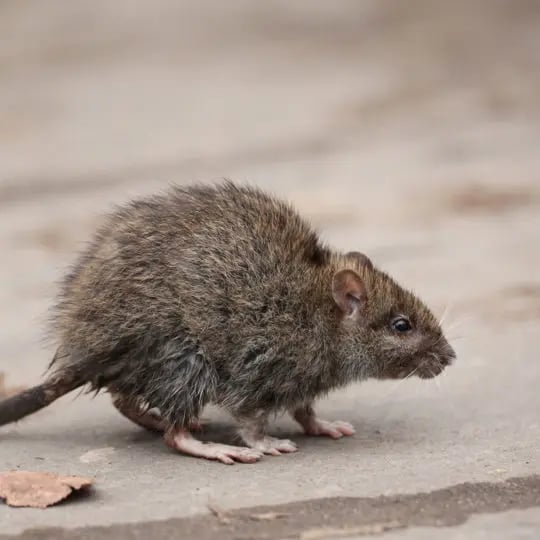 gray-rat-540x540.jpg