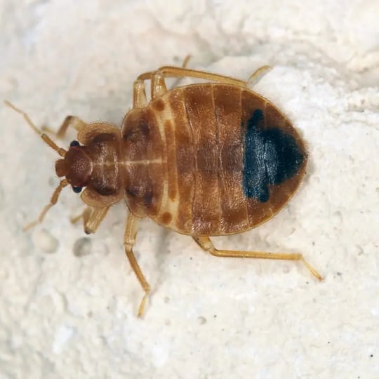 identify-bed-bug-768x768.jpg