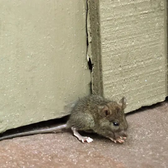 mouse-540x540.jpg