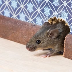 prevent-rodents-540x540.jpg