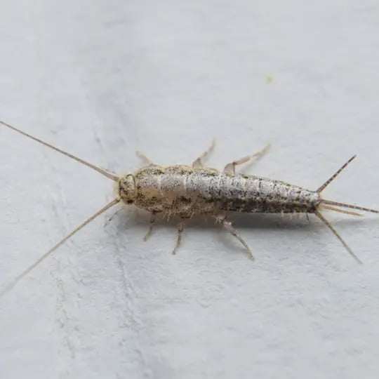 silverfish-3-540x540.jpg