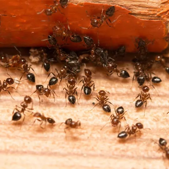 ants-540x540