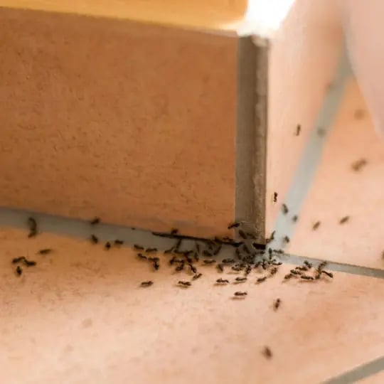 ants-on-counter-540x540.jpg