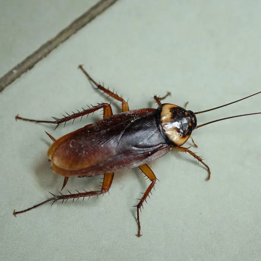 cockroach-768x768.jpg
