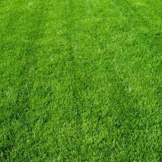 a fungicide program makes a lawn healthy and green