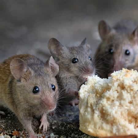 mice and rodents eating food