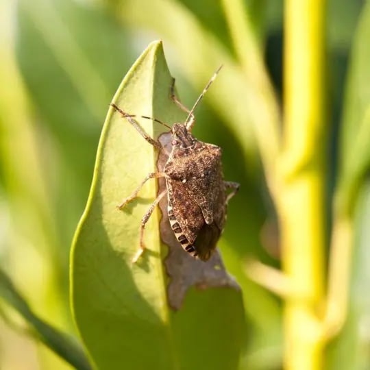 stink-bug-540x540.jpg