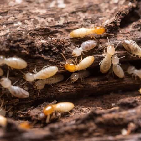 termites eating wood structure