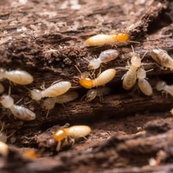 termites-in-PA-540x540.jpg
