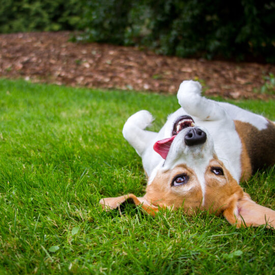 Best flea treatment outlet for lawns